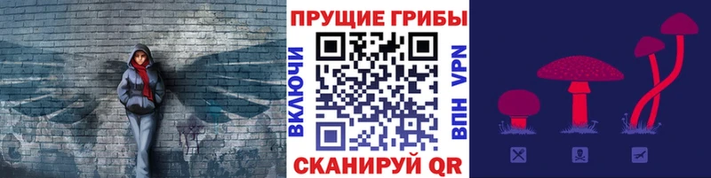 Псилоцибиновые грибы Psilocybe  Гаврилов-Ям 